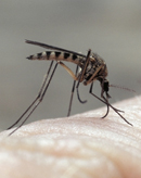 Yli miljoona ihmistä kuolee vuosittain malariaan